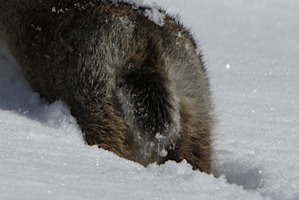 Minilepre/Coniglio selvatico (aiuto identificazione)